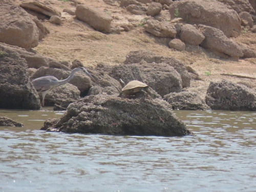Indian Tent Turtle