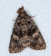 Condica macrosema