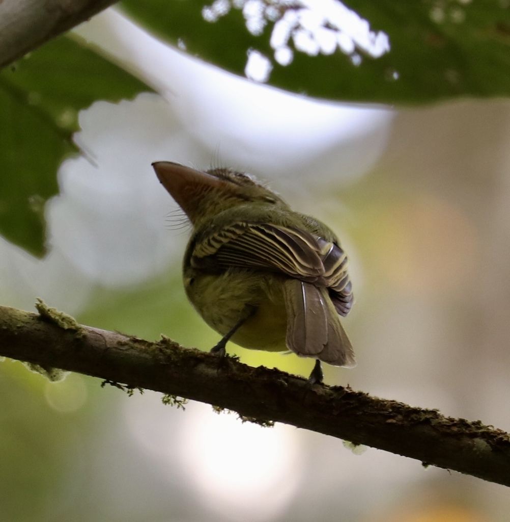 Rhynchocyclus aequinoctialis cryptus