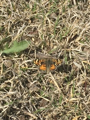 Phyciodes picta