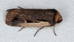 Proteuxoa tortisigna