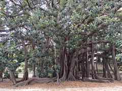 Ficus macrophylla
