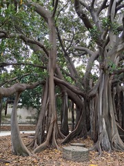 Ficus macrophylla