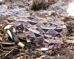 Boa Constrictor photo 5