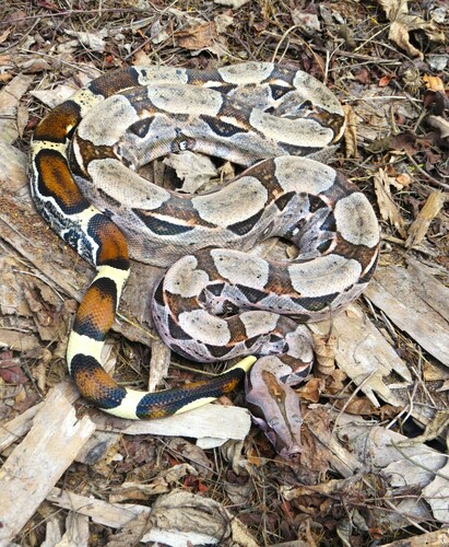 Boa Constrictor, photo 9 of 10