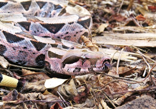 Boa Constrictor, photo 10 of 10