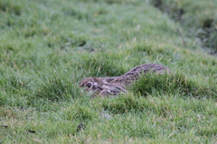 Lepus europaeus