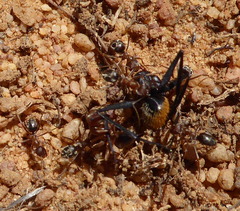 Anoplolepis steingroeveri