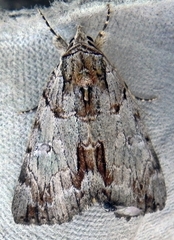 Catocala praeclara