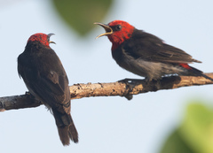 Red-Headed Myzomela photo 4
