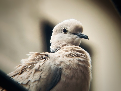 Foto de African Collared Dove