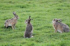 Lepus europaeus