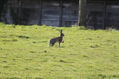 Lepus europaeus