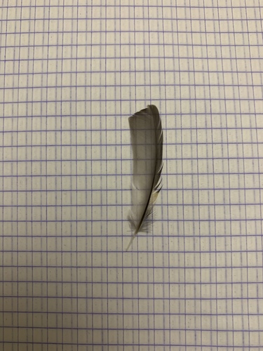 Plume de Gobemouche noir