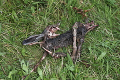 Lepus europaeus