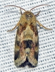 Schinia obscurata