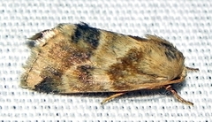 Schinia obscurata
