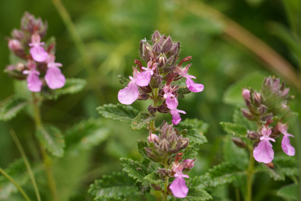 Teucrium chamaedrys