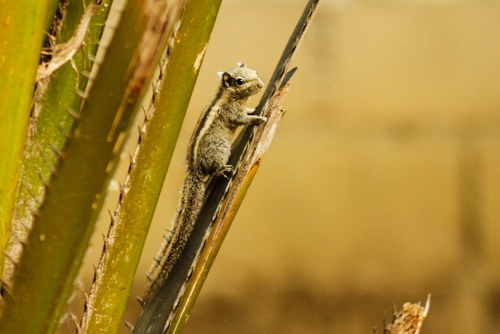 Himalayan Striped Squirrel
