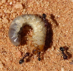 Anoplolepis steingroeveri