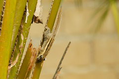 Tamiops mcclellandii