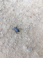 Coelocnemis dilaticollis