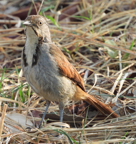 Collared Palm Thrush (Cichladusa arquata), photo 9
