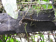 Anolis aequatorialis