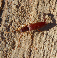 Anoplolepis steingroeveri