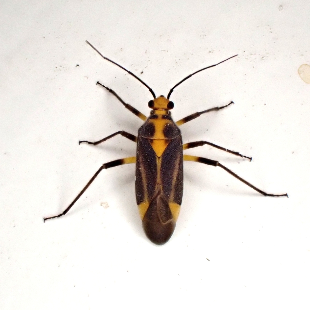 Plant bug