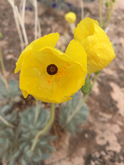 Arctomecon californica