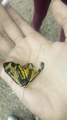 Dysschema centenaria