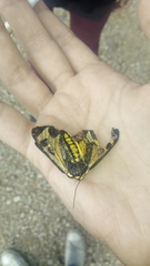 Dysschema centenaria