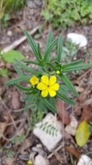 Lithospermum mirabile