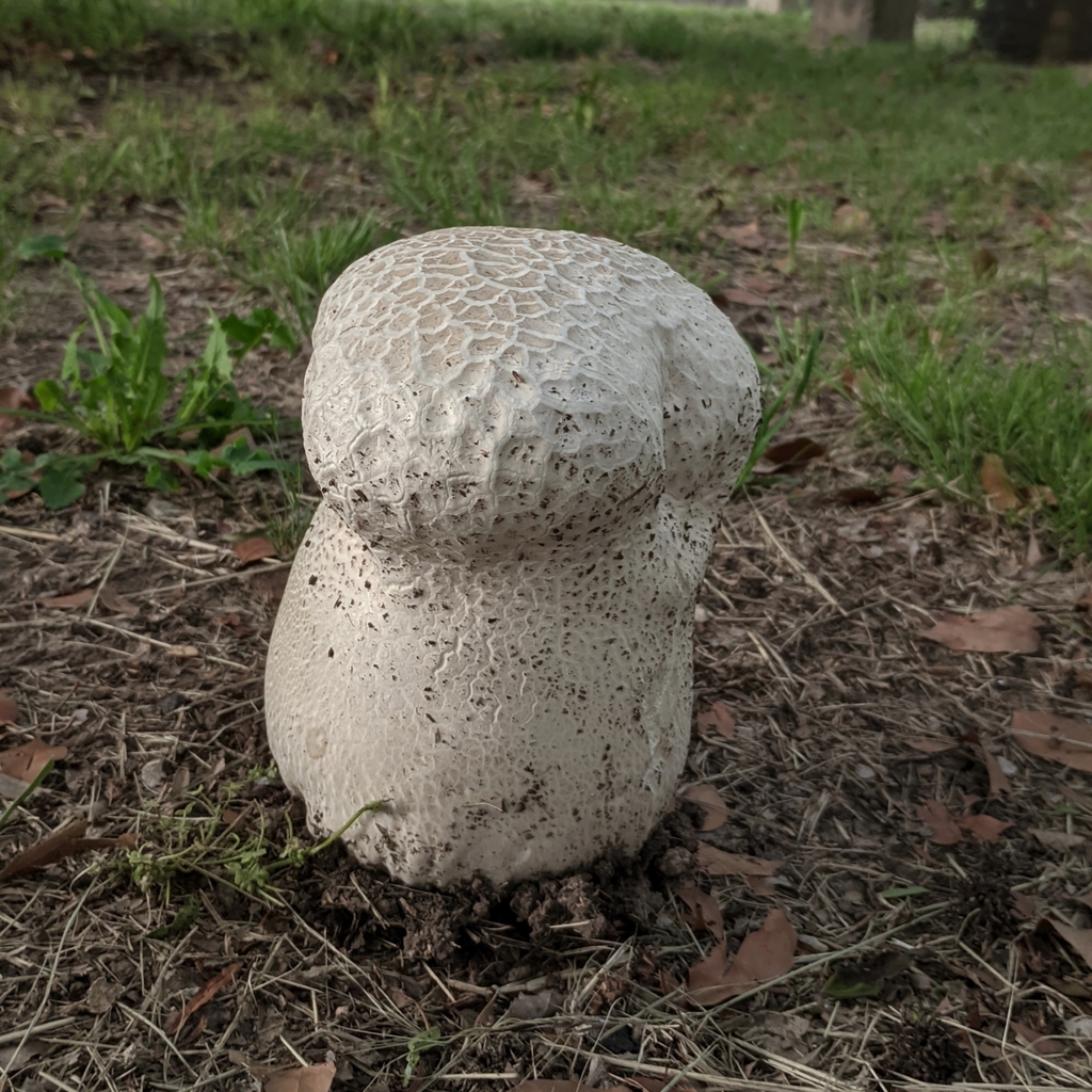 Calvatia cyathiformis · November 2023 · photo: © maricel_centi (iNaturalist, cc-by-sa)