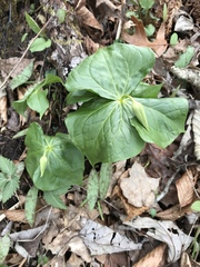 Trillium sulcatum