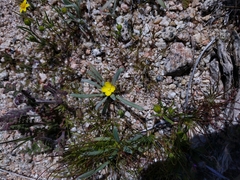 Camissoniopsis pallida