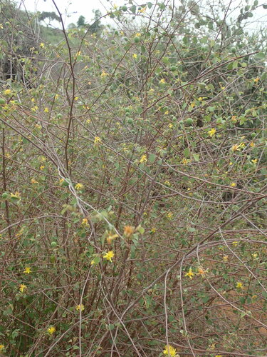 Grewia microcyclea