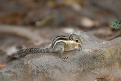 Tamiops mcclellandii