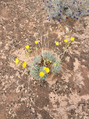 Arctomecon californica