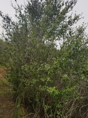 Ceanothus oliganthus