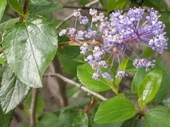 Ceanothus oliganthus