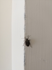 Halyomorpha halys
