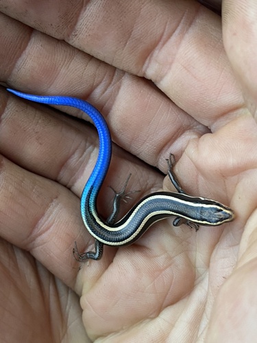 iNaturalist observation photo of Western Skink