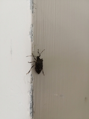 Halyomorpha halys