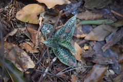 Goodyera