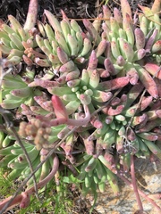Dudleya virens