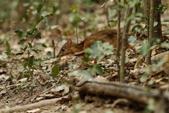 Lesser Mouse-Deer photo 2