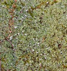 Cladonia apodocarpa