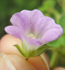 Geranium flanaganii